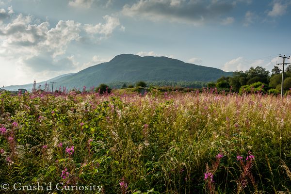 Mountainous medow