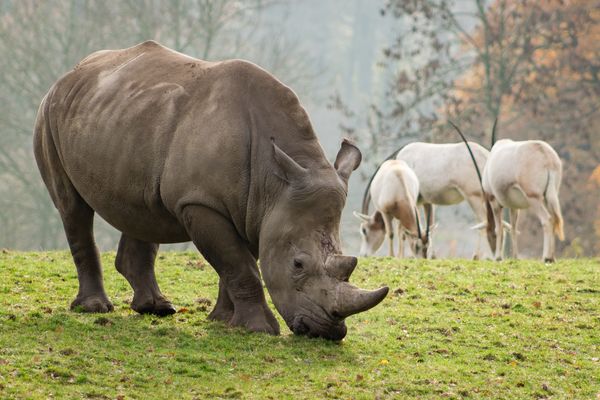 Rhino, at Marwell Zoo, Hampshire