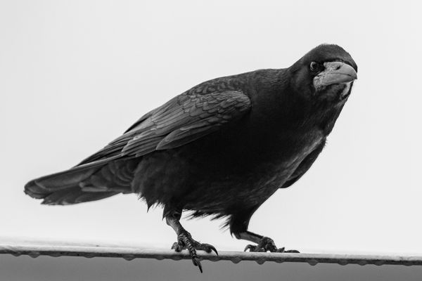 Nonocrowmatic