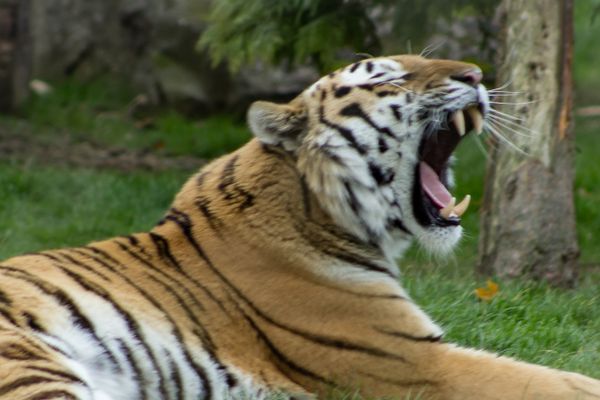 Tiger, at Marwell Zoo, Hampshire, UK