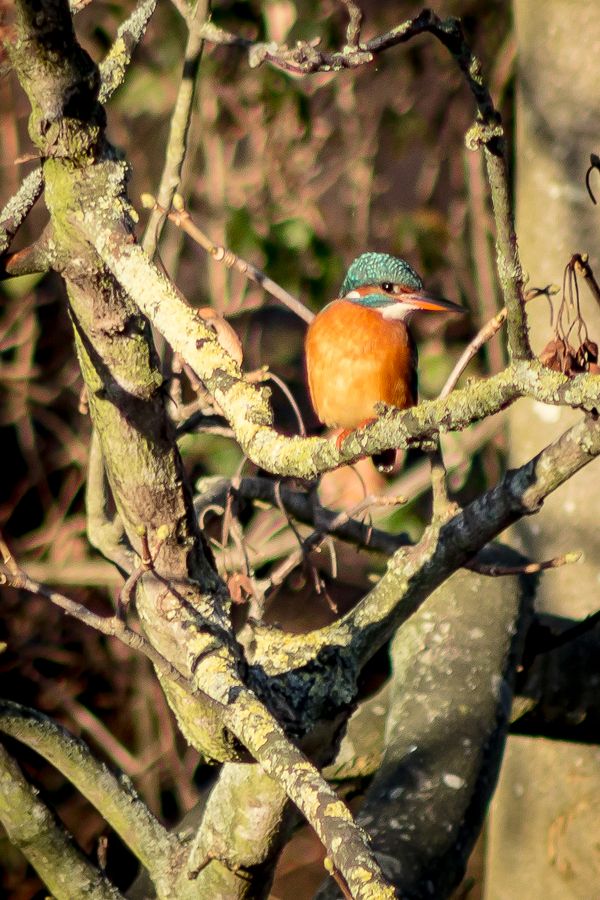 Kingfisher