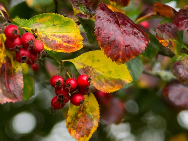 Autumn berries