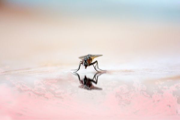 Fly reflection