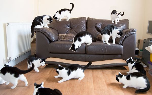 Multicat