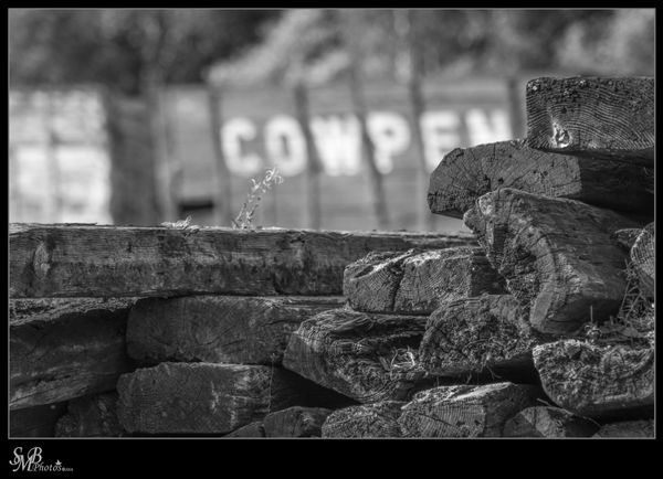 Old Timber #2