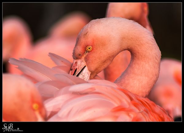 Flamingo