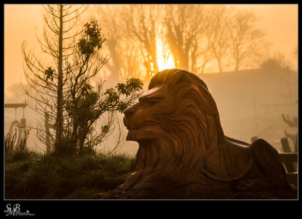 Lion and mist