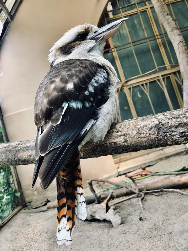 Bird