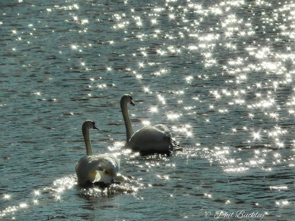 Sparkling Seeswood