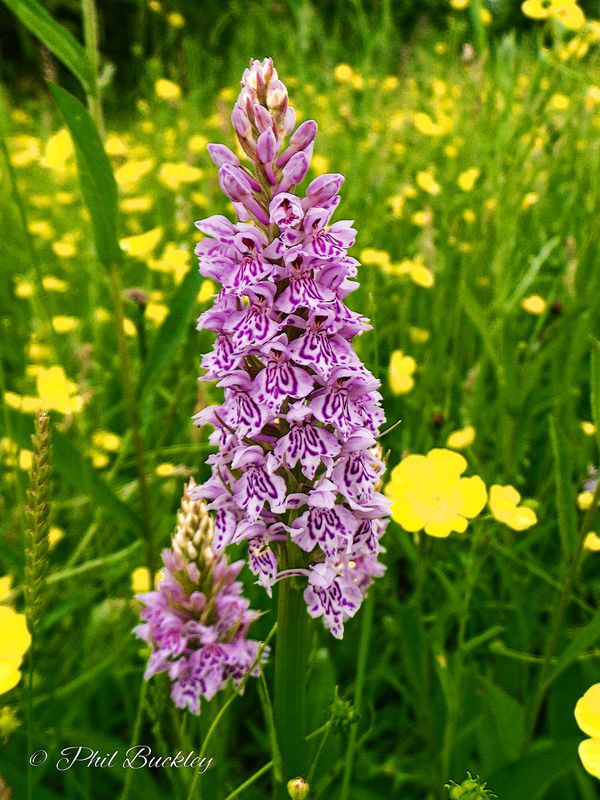 Common Spotted Orchid