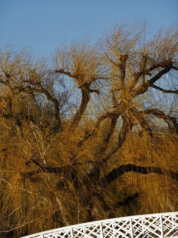 Just A Tree