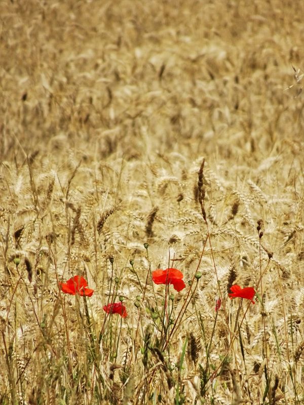 Four Poppies