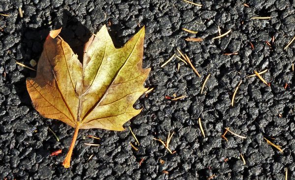Leaf Me Here Please!