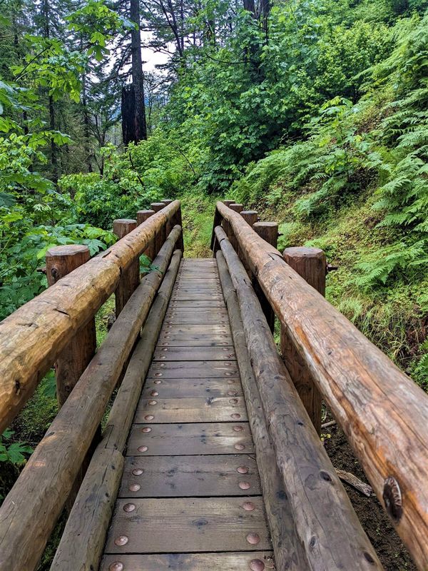 A bridge in the woods