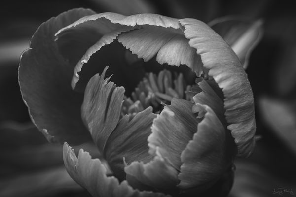 Peony in b&w 1