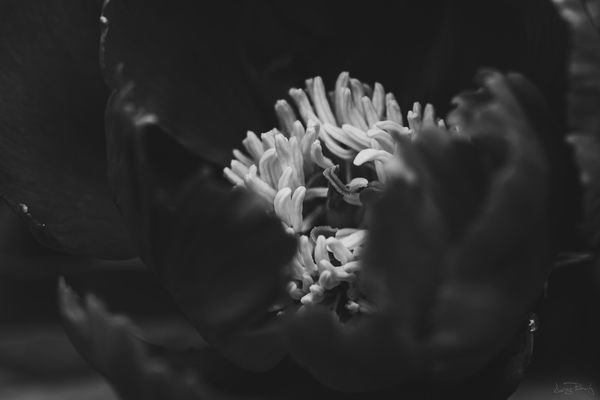 Peony in b&w 2
