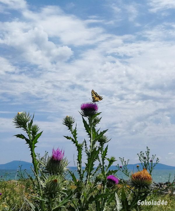 Another Butterfly