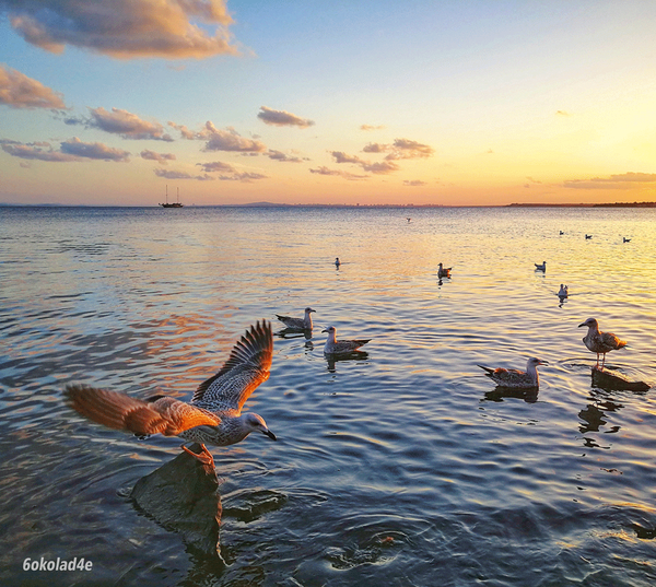 Seagulls again