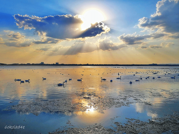 Swan Lake