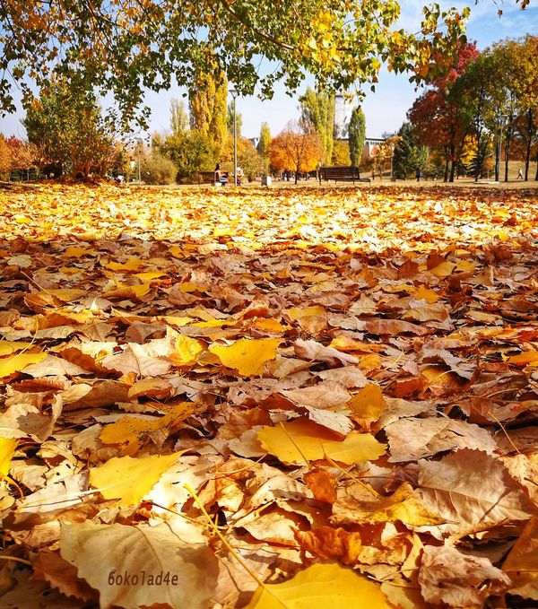 A Walk Through the Leaves