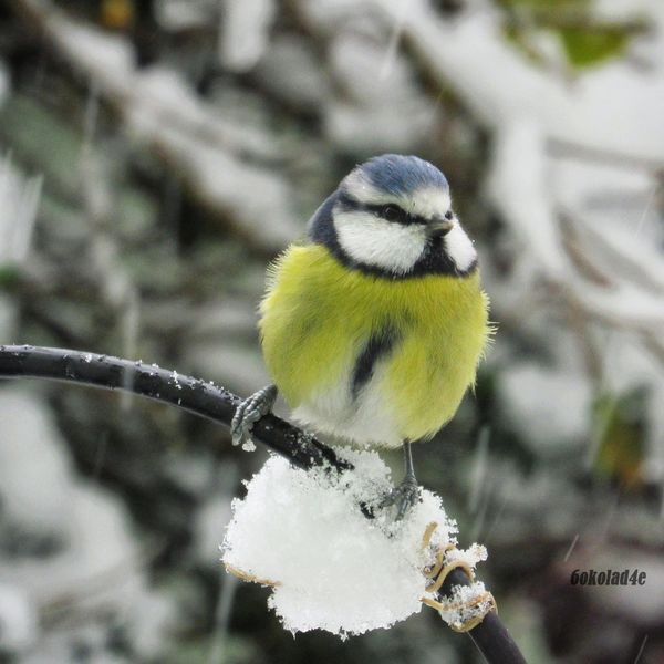 Blue tit