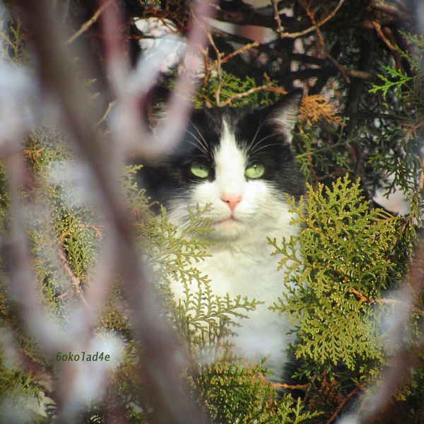 A Fellow Bird Watcher