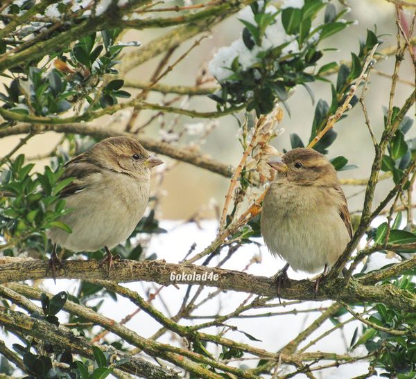 2 Cute Sparrows