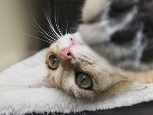 Soft tenderness