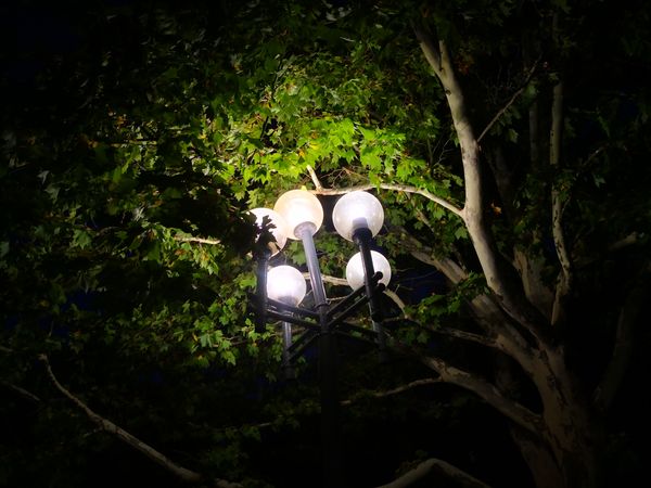 Lantern in the park