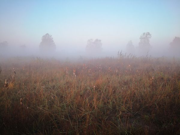 Mist over the meadow