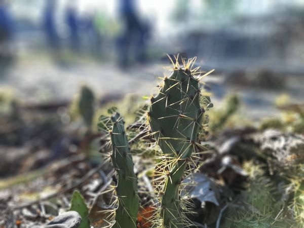 Cactus and Thorns