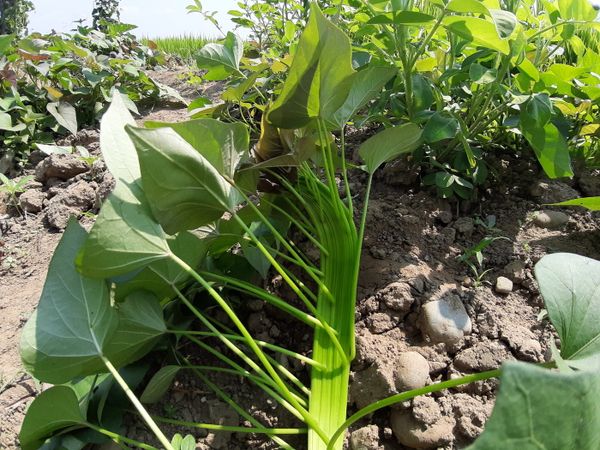 Green Sweet Potato Vine