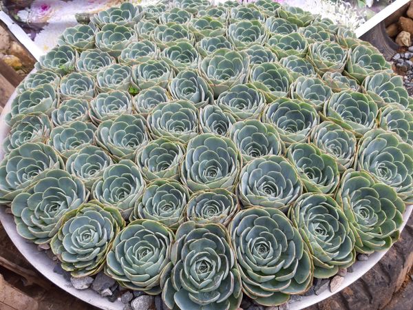Cactus Roses