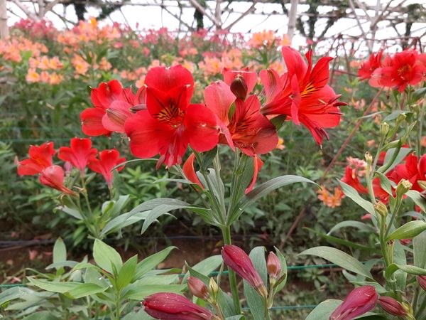 Snapdragon