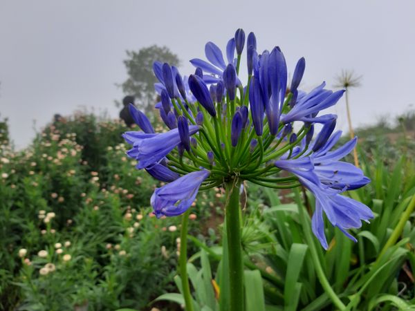 Purple Blossom