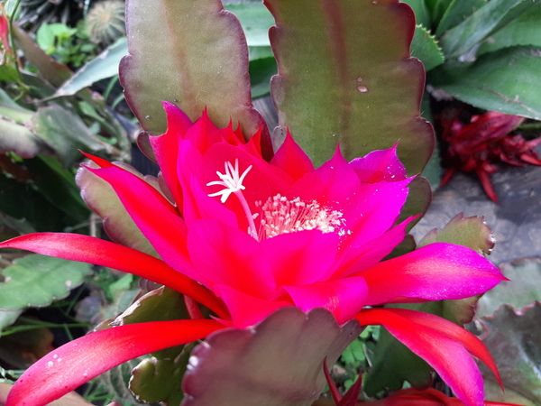 Crab Cactus