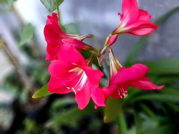 Backyard Blossom