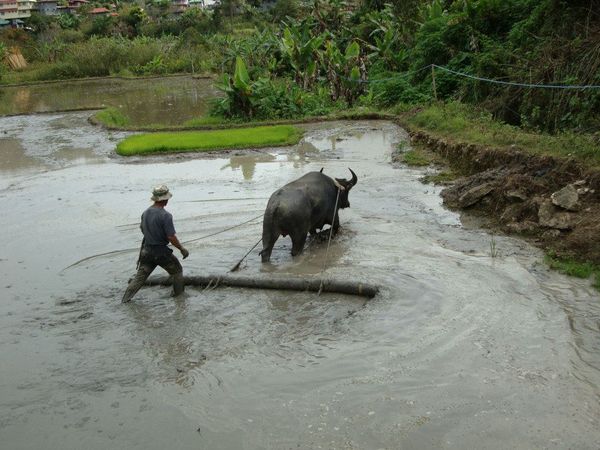Traditional Farming