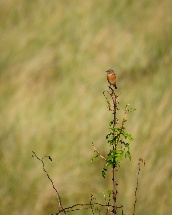 Female Stonechat(Saxicola rubicola) - Perched high on thorny vegetation