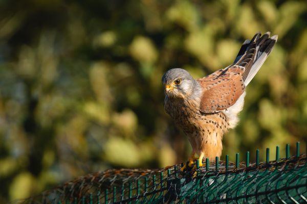 Male Kestrel(Falco tinnunculus) - Hunting from Fence