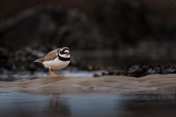 Ringed Plover(Charadrius hiaticula) - A day at the Beach