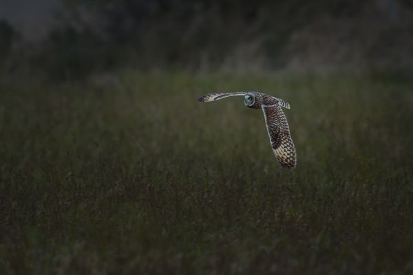 Short-Eared Owl(Asio flammeus) - Hunting at Dusk