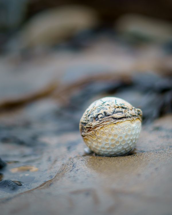 Nifty Fifty #01 - Washed up Golf Ball