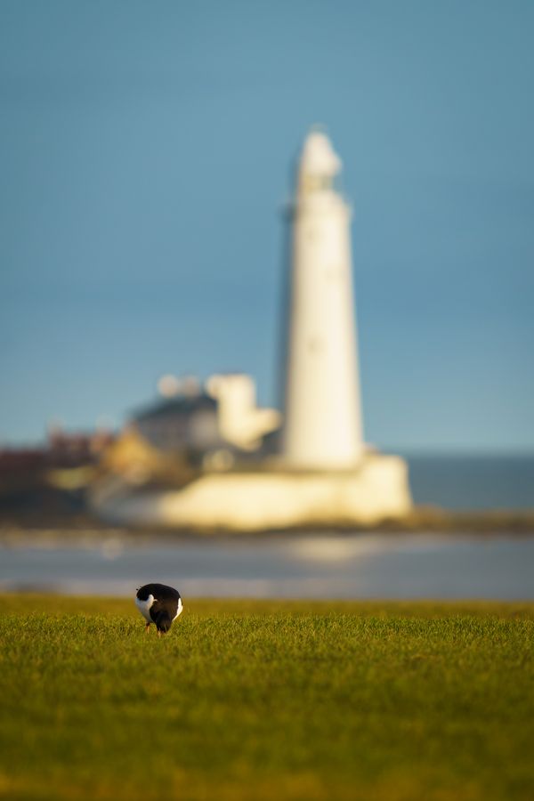 Oystercatcher(Haematopus ostralegus) - Feeding with St Marys Lighthouse in Background