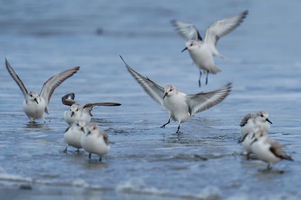 Sanderlings (Calidris alba) - Landing