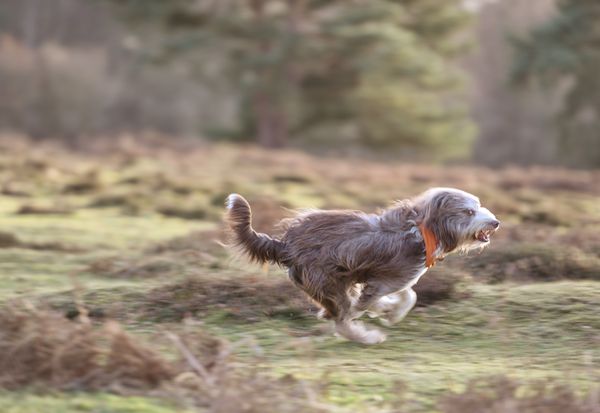 Run Like The Wind