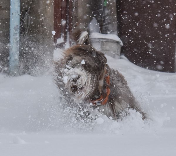 Beast In The East Playing