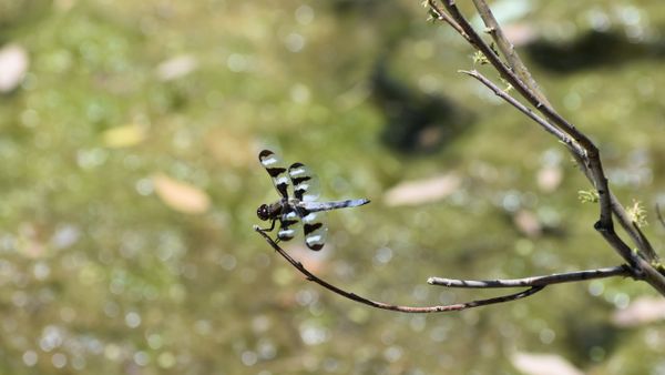 Out On A Limb