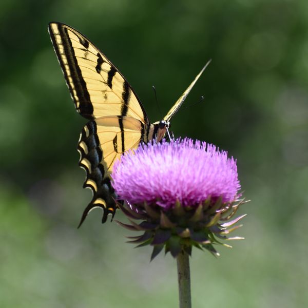 Flowers and Flight