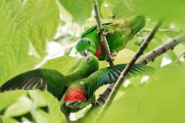 Parrots enjoying a mulberry tree in the wild